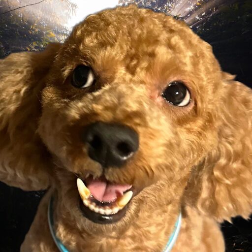 Shinya